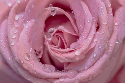 Vibrant Pink Rose Petals Adorned with Sparkling Raindrops Macro Photography image