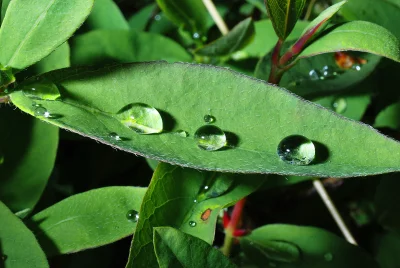 Macro Close-up of Crystal Clear Water Droplets on Fresh Green Leaves image