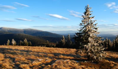 Golden hour sunlight on a frosted fir tree in a serene winter mountain landscape image
