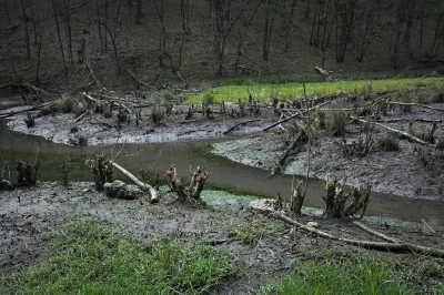 Eerie Forest Wetland with Murky Stream, Fallen Trees, and New Spring Growth image