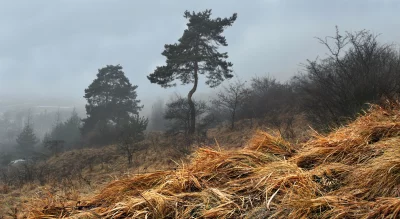 Misty Autumn Hillside: Dry Golden Grass and Pine Trees in a Tranquil, Foggy Landscape image