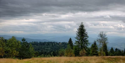 Misty Mountain Forest Landscape with Overcast Sky and Golden Field image