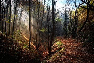 Ethereal Sunlight Piercing Through Autumn Trees on a Misty Forest Path image