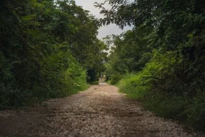 Gravel road path leading through a tunnel of dense green fores