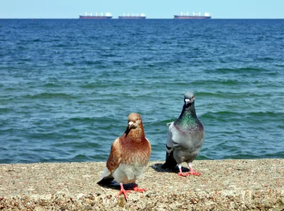 Two Pigeons Resting on Concrete Seawall by Vast Blue Ocean with Cargo Ships on Horizon image