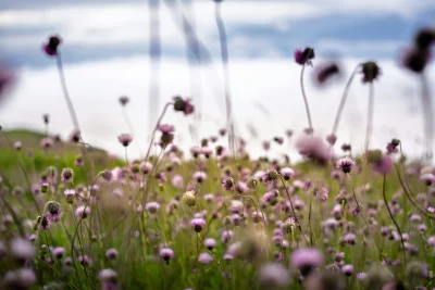 Field of Pink Thistle Flowers in Bloom with Soft Focus Background