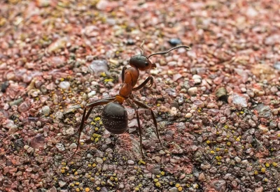 Focused Macro Image of a Reddish-Brown Ant on Gritty Terrain image