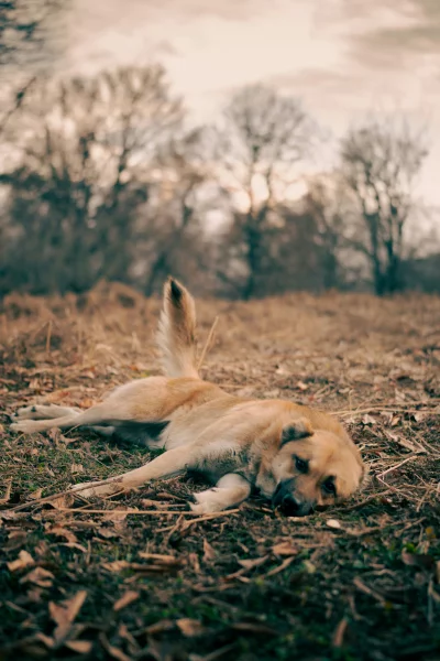A Lying Dog in a Dry, Overgrown Field Under a Cloudy Sky