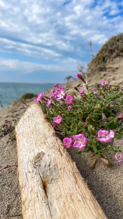 Pink wildflowers bloom on sandy beach beside driftwood and ocean
