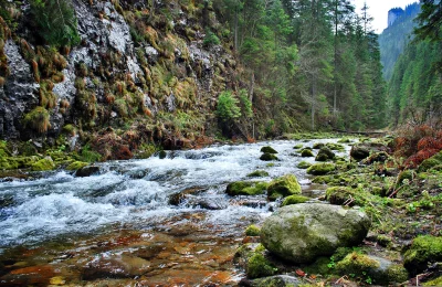Rapid Mountain River Flowing Through a Lush Green Forest Canyon with Mossy Rocks image