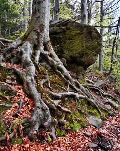 Gnarled Tree Roots Embrace Moss-Covered Rocks and Autumn Leaves in a Tranquil Forest image