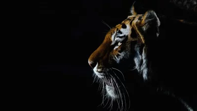 Intense Tiger Profile Dark Cinematic Wallpaper with Glowing Eye image
