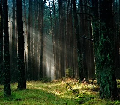 Ethereal Sunbeams Piercing Through Mystical Forest Trees, Illuminating Woodland Path image