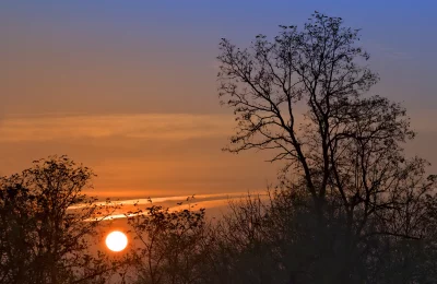 Golden Sunrise Illuminating Silhouetted Trees Against a Vibrant Sky image