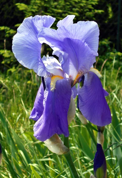 Vibrant Purple Iris Flower Blooming with Intricate Petals in a Sunny Spring Garden image