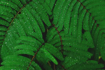 Vibrant Green Fern Leaves Adorned with Sparkling Water Droplets image