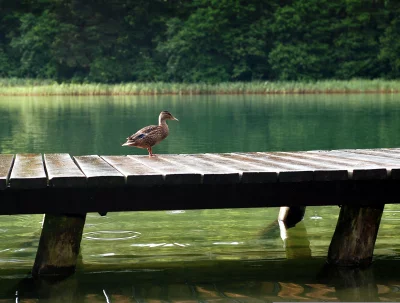 Mallard Duck Perched on Wet Wooden Pier Over Calm Green Water and Lush Forest image