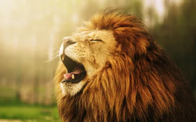 Majestic Lion Roaring Yawning in Golden Sunlight Wildlife Photography image