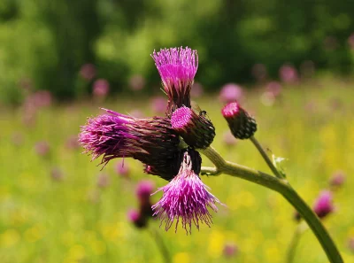 Vibrant Purple Thistle Flowers Blooming in a Sunlit Summer Meadow with Insect image