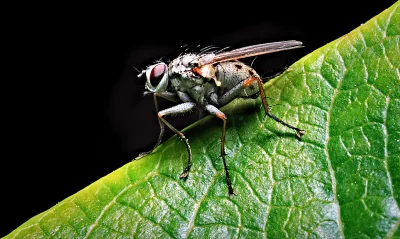 Macro Close-up of a Housefly Resting on a Vibrant Green Leaf with Detailed Eyes image