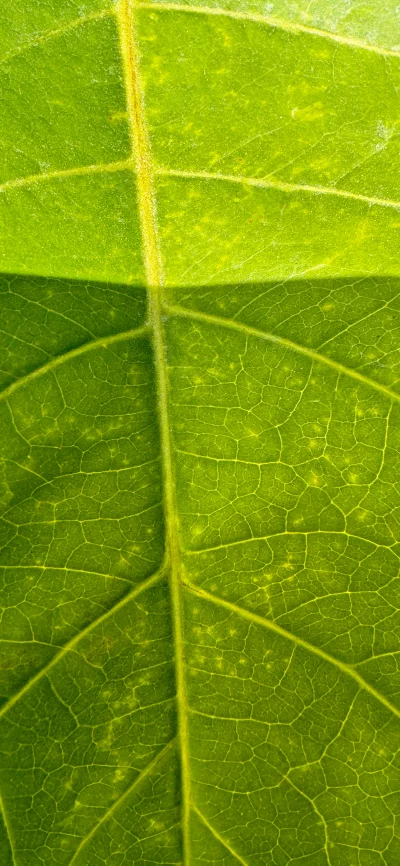 Close-up view of a vibrant green leaf with detailed veins