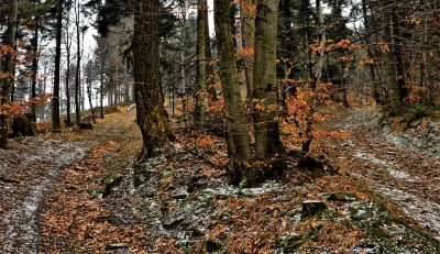 Diverging Forest Path with Autumn Leaves and Winter Snow image