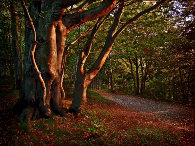 Enchanted Autumn Forest Trail Bathed in Warm, Golden Sunlight image