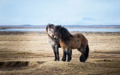 Majestic Icelandic Horses Standing Together in a Serene Rural Landscape Field image