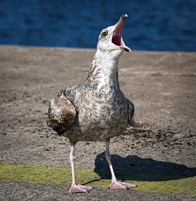 Dramatic Close-Up of a Juvenile Squawking Seagull with Wide-Open Beak image