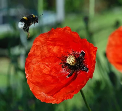 Vibrant Red Poppy Bloom with Bumblebee Pollinating in a Sunny Garden image