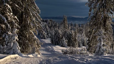 Sunlit Winter Forest Path Through Snow-Covered Pine Trees image
