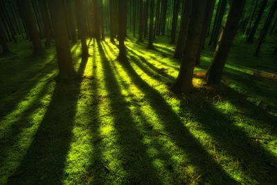 Dramatic Sunbeams Illuminating a Vibrant Mossy Forest Floor with Long Tree Shadows image