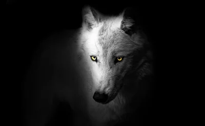 Monochrome Wolf with Glowing Yellow Eyes in Dramatic Portrait image