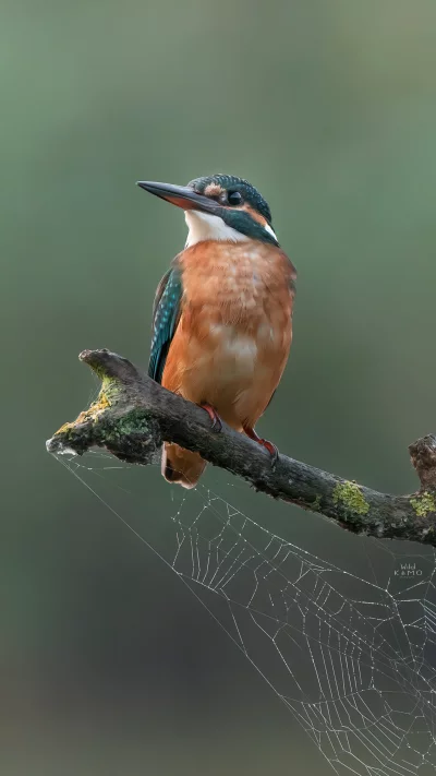 Vibrant Common Kingfisher Perched on Mossy Branch with Delicate Spiderweb image