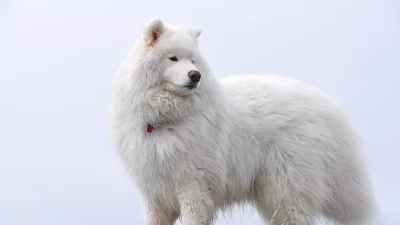 Majestic White Samoyed Dog with Red Collar Posing Against a Bright Clear Background image