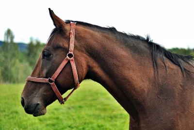 Profile of a Majestic Brown Horse with Bridle in a Vibrant Green Pasture image