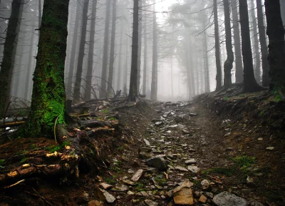 Mysterious Foggy Forest Trail with Moss-Covered Trees and Roots image