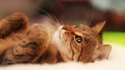 Close-up Portrait of a Relaxed Tabby Cat with Green Eyes Lying on its Back Playfully image