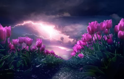 Cinematic Purple Tulip Field with Dramatic Lightning and Stormy Sky Wallpaper image