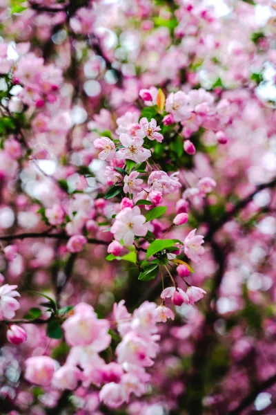 Delicate Pink Cherry Blossoms with Soft Bokeh Background in Spring image