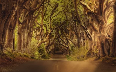 Enchanting Forest Tree Tunnel Pathway Cinematic Landscape Wallpaper image