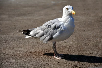 Majestic Seagull Gracefully Stands on One Leg on a Sunny Paved Surface image
