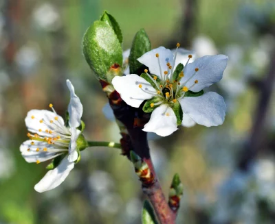 Macro of Delicate White Cherry Blossoms with Golden Stamens in Vibrant Spring Light image
