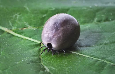 Engorged Tick Macro on Green Leaf - Blood-Filled Parasite Close-up image