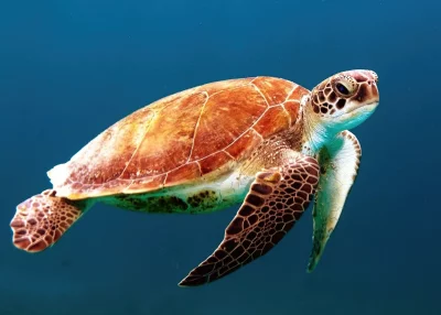 Serene Green Sea Turtle Swimming Gracefully in Deep Blue Ocean Water image