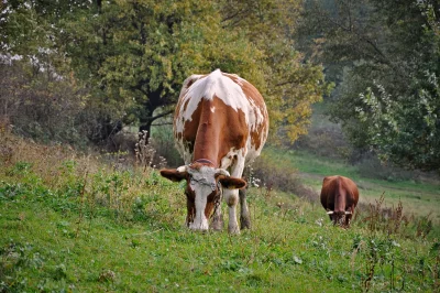 Brown and White Cow Grazing in Lush Green Pasture image