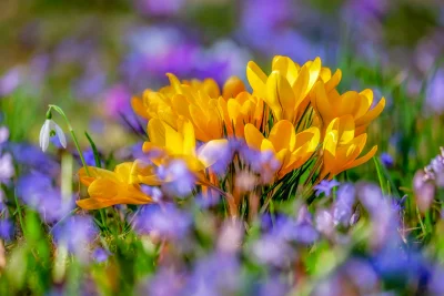 Vibrant Spring Crocuses Blooming in a Meadow Cinematic Wallpaper image