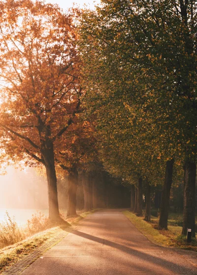 Misty Morning Light on Forest Road with Beautiful Autumn Foliage and Long Shadows image
