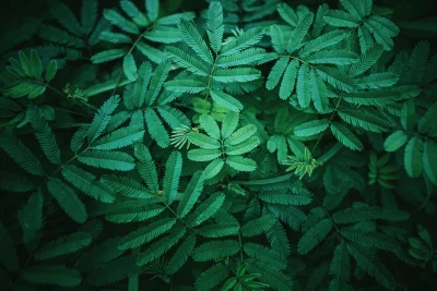 Delicate Mimosa Pudica Leaves Dense Natural Green Foliage Close-Up image