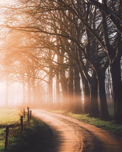Misty Forest Road Bathed in Golden Sunlight, Ethereal Atmospheric Cinematic Wallpaper image